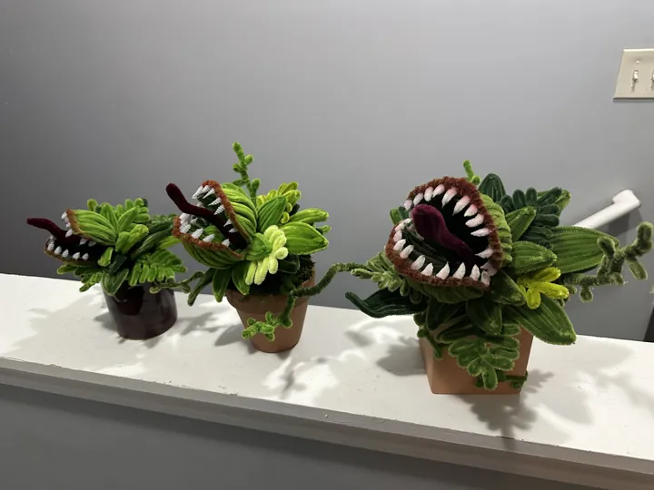 Three Venus flytraps in terracotta pots, jaws open, on a white shelf