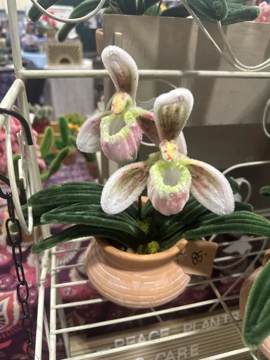 A pale pink slipper orchid in a peach pot on a display stand