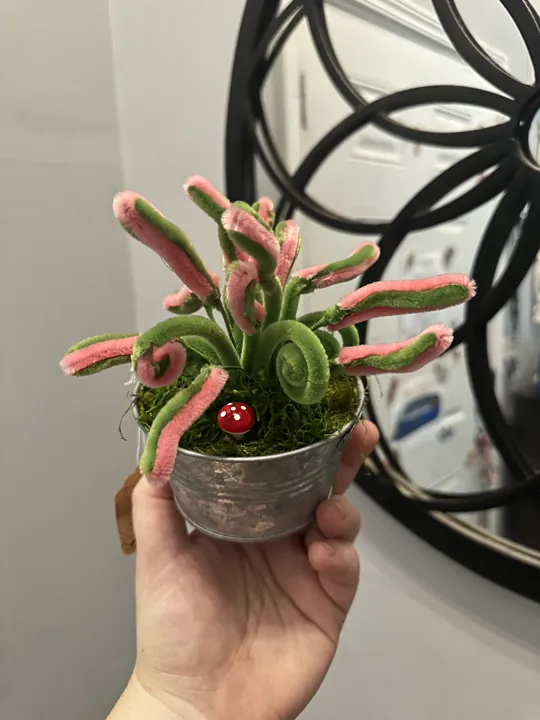 A pink-tipped sundew with curling leaves in a small pot